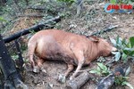 Tiêu hủy 8 con bò chết bất thường của một hộ dân Hương Khê