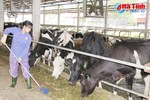 Mở hướng sản xuất sữa sạch