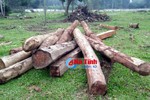 Thu giữ nhiều khối gỗ tập kết trái phép ở Hương Khê