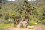 Độc lạ cây duối nghìn năm có dáng “bàn tay phật”
