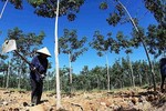 Nhiều doanh nghiệp Việt bị lừa ở Lào, Campuchia vì tin “cò” dự án