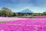 Những bức ảnh tuyệt đẹp về cánh đồng hoa xuân trên khắp thế giới