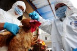 Thứ trưởng Bộ Y tế: "Nâng mức độ cảnh báo về cúm gia cầm H7N9"