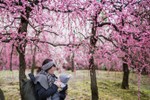 [Photo] Ngẩn ngơ trước vẻ đẹp của hoa mận Nhật Bản