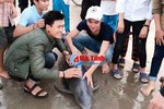Ngư dân Lộc Hà "giải thoát" 3 con cá heo nặng 1,2 tạ