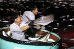 Chùm ảnh ngư dân Quảng Trị đưa mẻ cá trị giá 5 tỷ đồng vào bờ