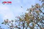 [Photo] Sắc tím hoa xoan tháng 3 ở Hà Tĩnh