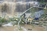 Cây đổ đè chết 16 người đi tắm thác ở Ghana