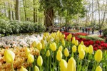 Ngợp mắt trước 7 triệu bông tulip đồng loạt bung nở