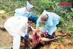 Phát hiện u rê trong nội tạng bò chết bất thường ở Hương Khê