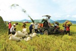 Tạo cuộc cách mạng lúa gạo