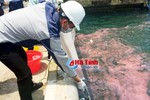 Vệt nước hồng vừa xuất hiện ở cảng Sơn Dương là do tảo nở hoa