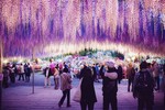 Những “suối” hoa tử đằng khiến du khách ngẩn ngơ ở Nhật Bản