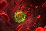 Nghiên cứu đột phá điều trị AIDS: "Tiêm" kháng thể HIV cho tế bào