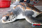 Thả cá thể rùa 4,3kg về với biển Kỳ Anh