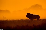 Tuyệt đẹp bộ ảnh động vật hoang dã châu Phi trong buổi bình minh và lúc chiều tà
