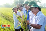 Hà Tĩnh đề nghị Bộ NN&PTNT vào cuộc tìm nguyên nhân đạo ôn hại lúa trên diện rộng