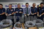Malaysia tịch thu hơn 700kg vảy tê tê trị giá tới 2,1 triệu USD