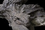Lần đầu phát hiện hóa thạch ‘rồng’ nguyên vẹn hình hài