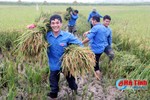 Tuổi trẻ Hà Tĩnh hăng hái giúp dân thu hoạch lúa xuân