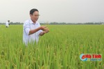 Cục Bảo vệ thực vật: Bệnh đạo ôn ở Hà Tĩnh có sự khác biệt!