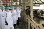 Hà Nam tin vào thành công của mô hình nuôi bò sữa Vinamilk như ở Hà Tĩnh