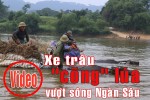 [Video] Nín thở nhìn xe trâu “cõng” lúa vượt sông Ngàn Sâu