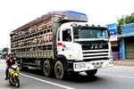  Nhiều xe tải chở lợn ngoại tỉnh "vượt trạm" vào Hà Tĩnh tiêu thụ