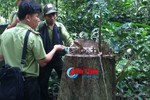 Rừng nguyên sinh bị chặt phá và chuyện kiểm lâm "lừa" cấp trên ở Vườn quốc gia Vũ Quang