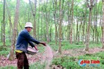 Hướng đi nào cho cây cao su ở Hà Tĩnh