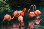Chiêm ngưỡng những “vũ khúc hồng hạc” tuyệt đẹp trên thế giới