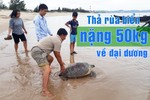 Ngư dân thả rùa biển gần 50kg về lại đại dương