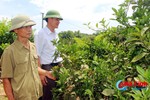Hà Tĩnh: Cam ít quả, người trồng "mất ăn, mất ngủ"!