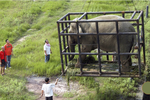 Trung Quốc mua gom hết voi từ Lào