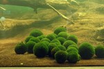 Bóng rêu - báu vật tự nhiên của người dân Nhật Bản