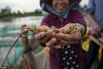 AFP: Việt Nam gặp khó khi cân bằng giữa nuôi tôm và trồng lúa ở ĐBSCL