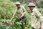 Hà Tĩnh: Nhiều héc-ta rừng “suy kiệt” vì... thiếu vốn!