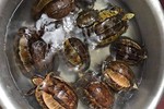 Bắt giam cô gái vận chuyển 9 con rùa hộp trán vàng