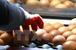 Tổng thống Hàn Quốc xin lỗi người dân về bê bối "trứng bẩn"