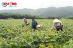 Hà Tĩnh: 6.000 ha đậu xanh, chỉ 2.000 ha cho thu hoạch