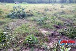 [Video] Hàng trăm cây keo lá tràm của một hộ dân bị chặt phá