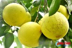 Hà Tĩnh: 1 cây bưởi đặc sản Phúc Trạch cho gần 500 quả