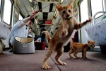Tàu hỏa thành tiệm cà phê cho người yêu mèo ở Nhật Bản