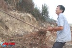 [Video] Rừng phi lao chắn cát ở Lộc Hà nguy cơ bị "xóa sổ" sau bão