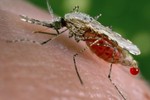 Giới khoa học lo lắng "siêu sốt rét" có thể gây nguy hiểm toàn cầu