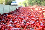 Cuộc di cư ấn tượng của hàng triệu con cua đỏ