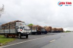 Xe tải "nằm dài" chờ nhập gỗ nguyên liệu!