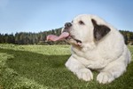 Chú chó có chiếc lưỡi dài nhất thế giới