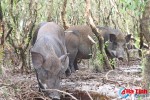 [Video] Xem đàn lợn rừng hơn 100 con trong "đầm lầy sa mạc" ở Hà Tĩnh