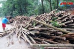 Thủ tục cứng nhắc, tận thu gỗ rừng trồng sau bão bị ngưng trệ!